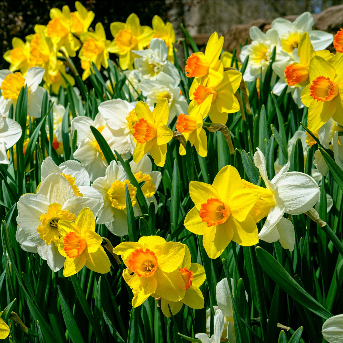 Daffodil - Dutch Master – Plantcetera