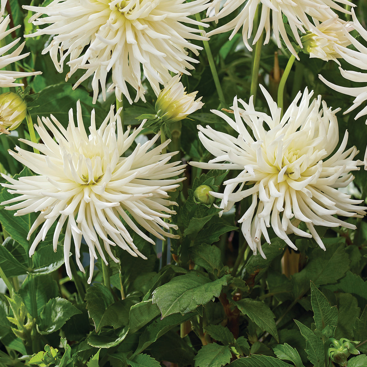 Dahlia - Playa Blanca – Plantcetera