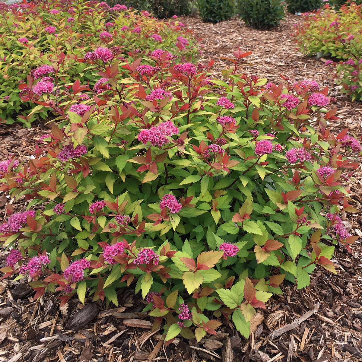 Bloomin' Easy® - Spiraea Rainbow Fizz™ - 4" Potted Rocketliners ...