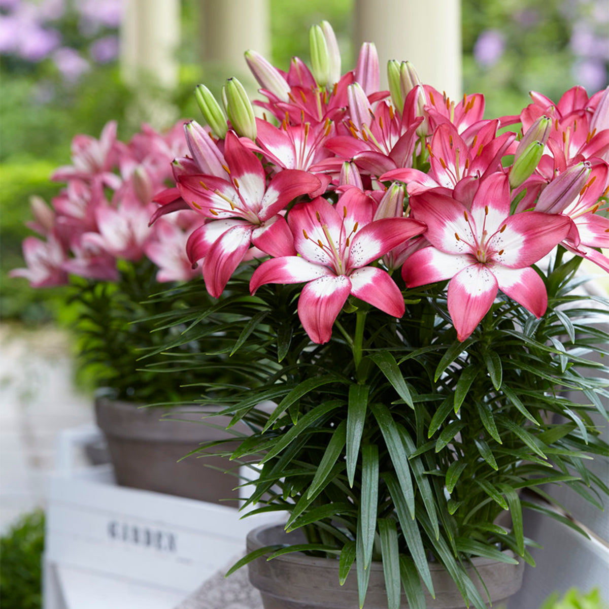 Flawless pink lilies, just beautiful.