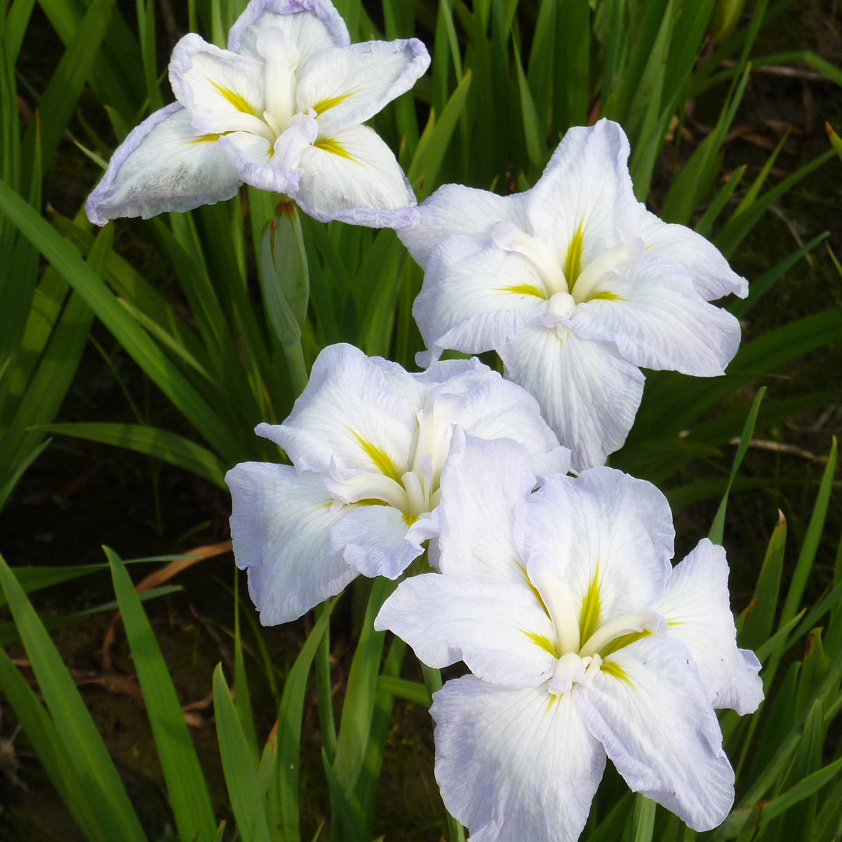 Lis blanc - 4 plantes - Iris Kaempferi Blanc 