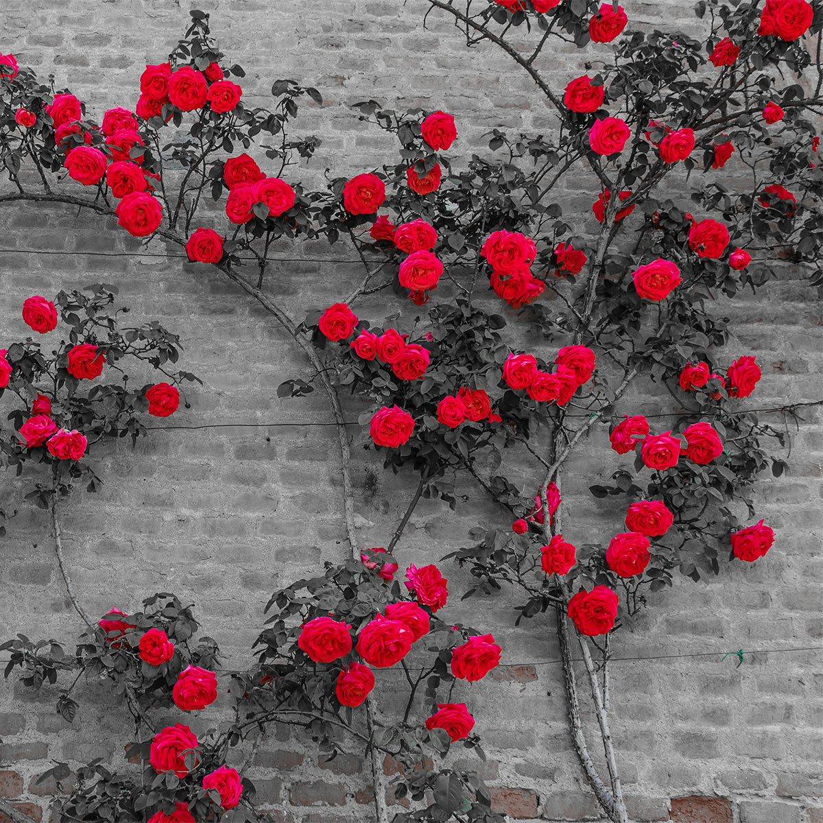 Something is turning the leaves on my climbing rose red : r/plantclinic