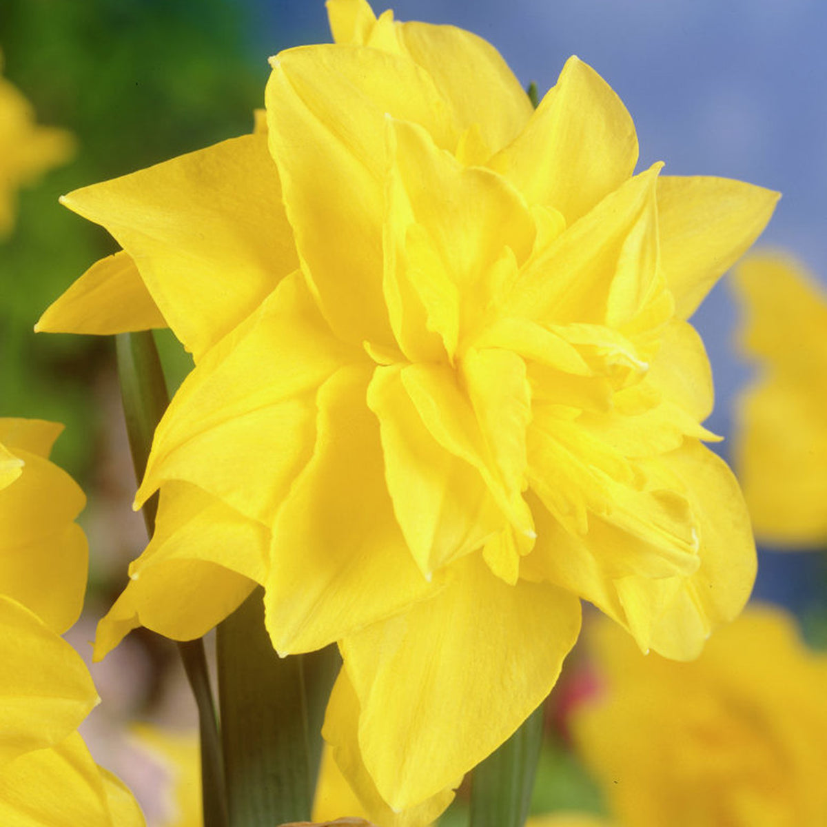 Daffodil - Dutch Master – Plantcetera