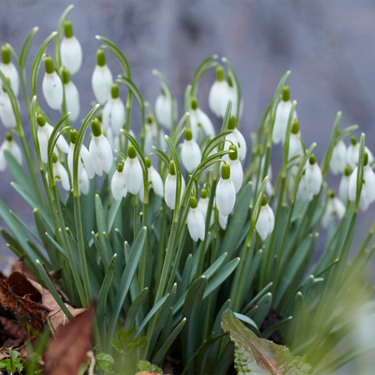 YEGAOL Garden 20Pcs Snowdrop Seeds Galanthus Nivalis Seeds Low  Maintenance Perennial GMO Free Hardy Flower Seeds Indoor Rock Gardens Plant  