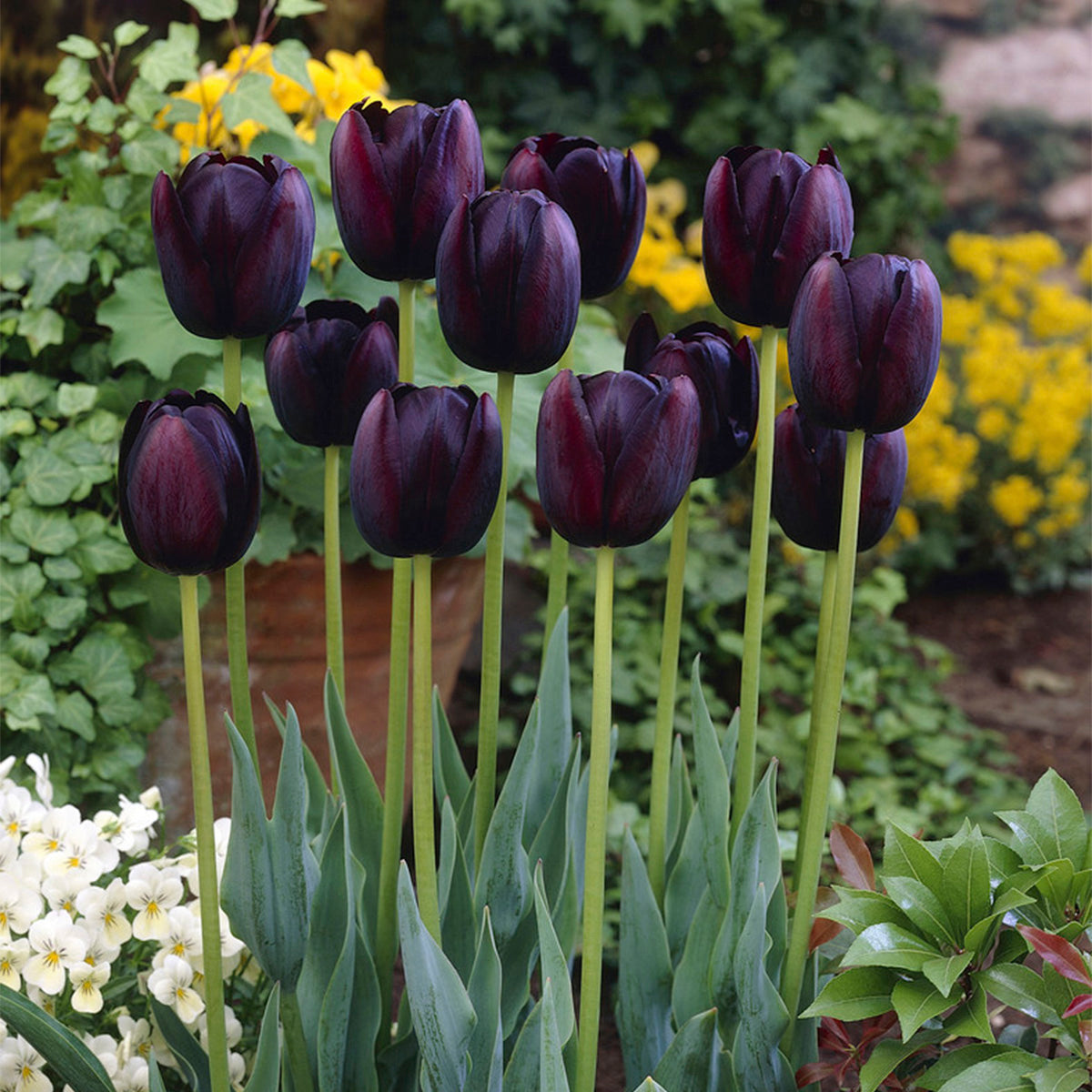 Tulipan Negro Queen of night — jardineriadelvalles