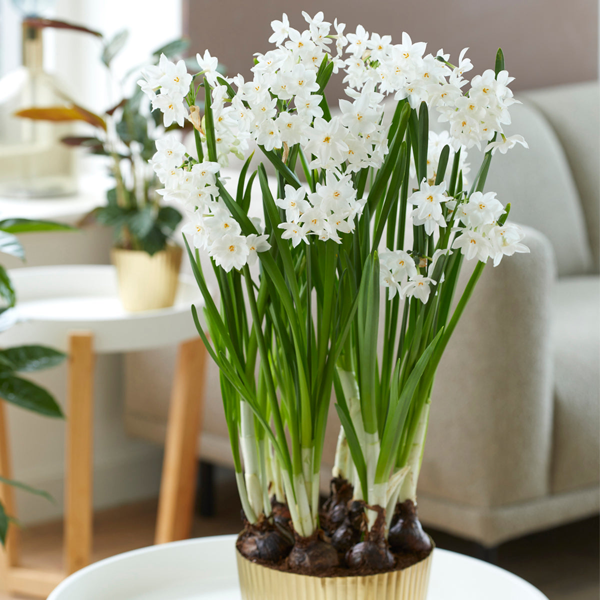 Narcissus - Paperwhite - Large – Plantcetera