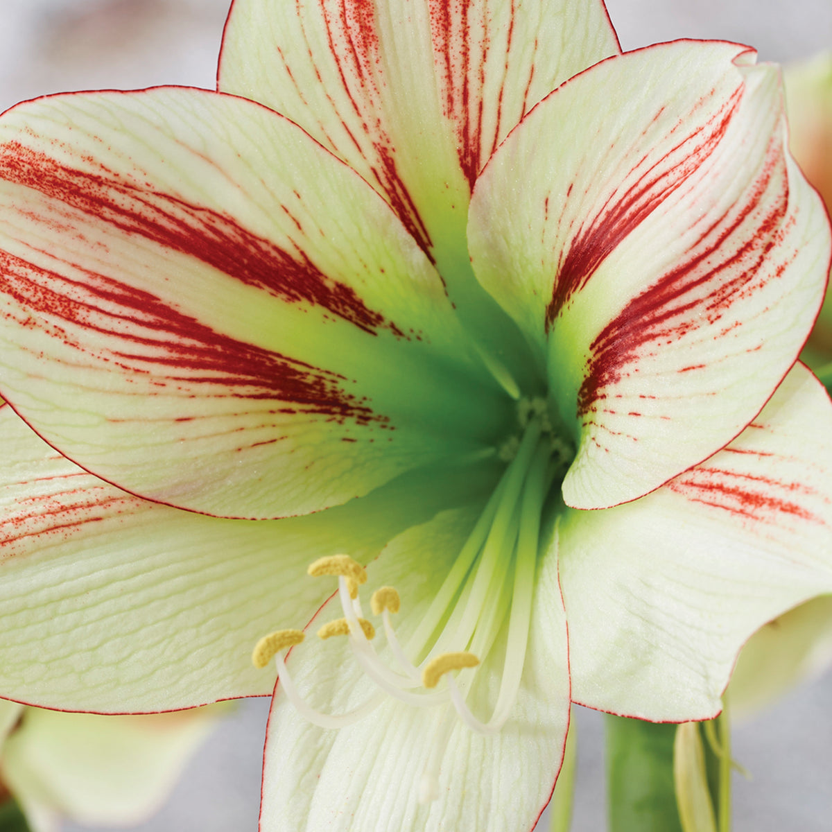 Ramo artificiale di amaryllis velluto - Best Pet&House