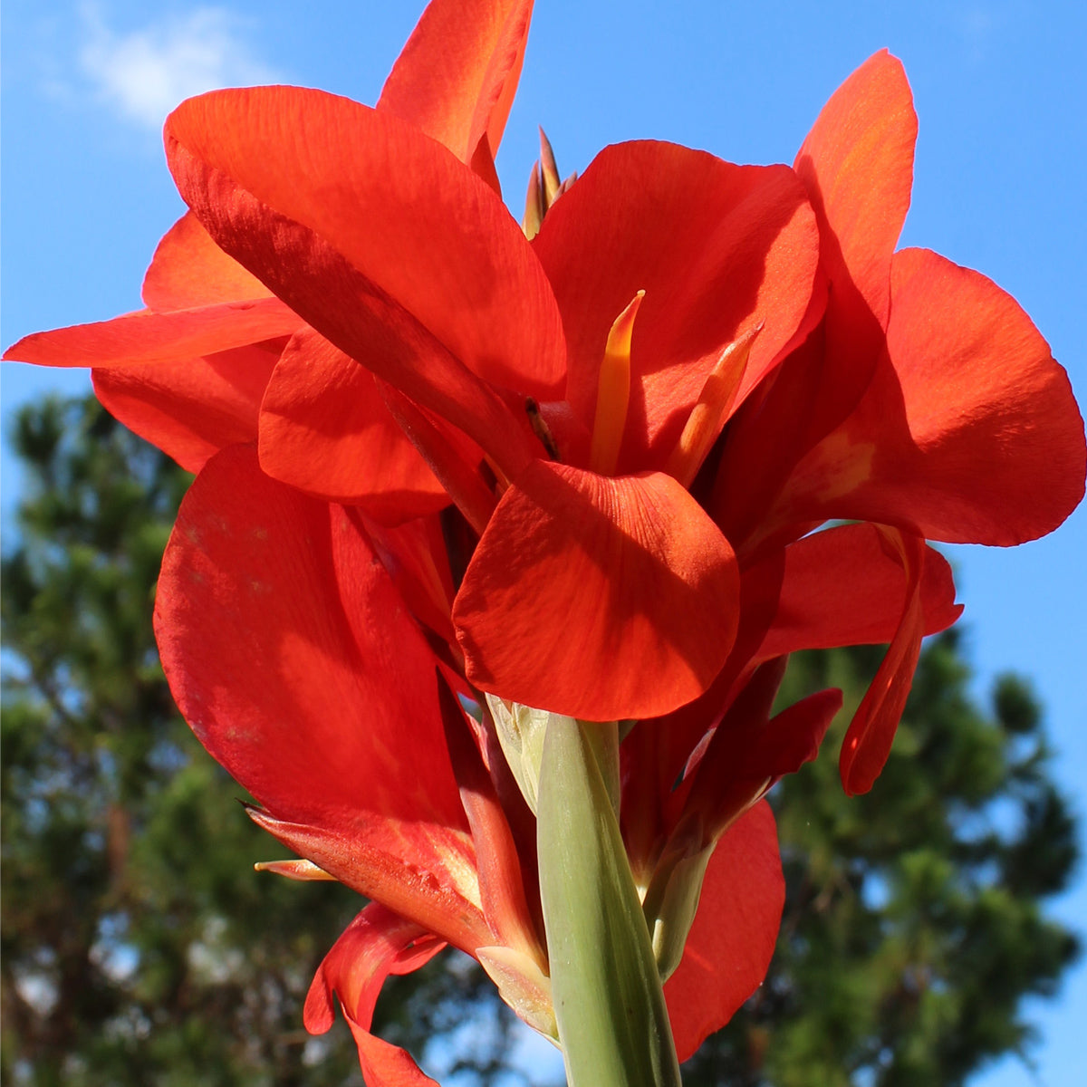 Canna Lily Bulbs - The President