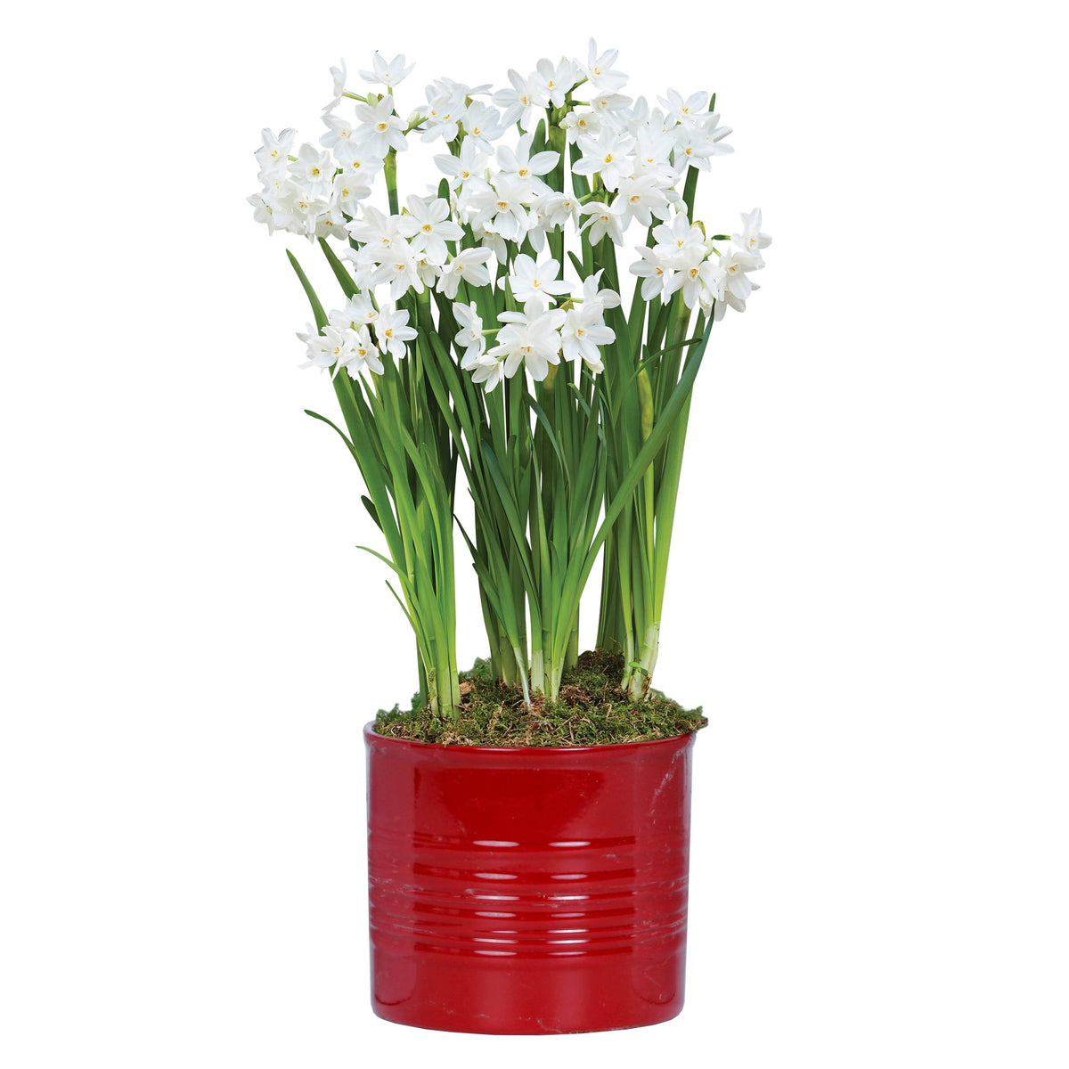 Narcissus - Paperwhite - Large – Plantcetera