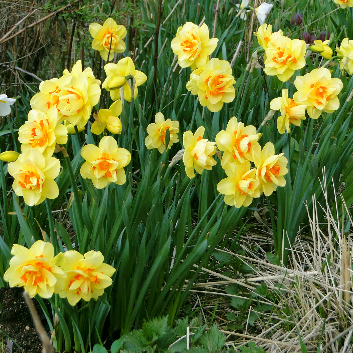 Double Daffodil Tahiti  K. van Bourgondien Wholesale Bulbs