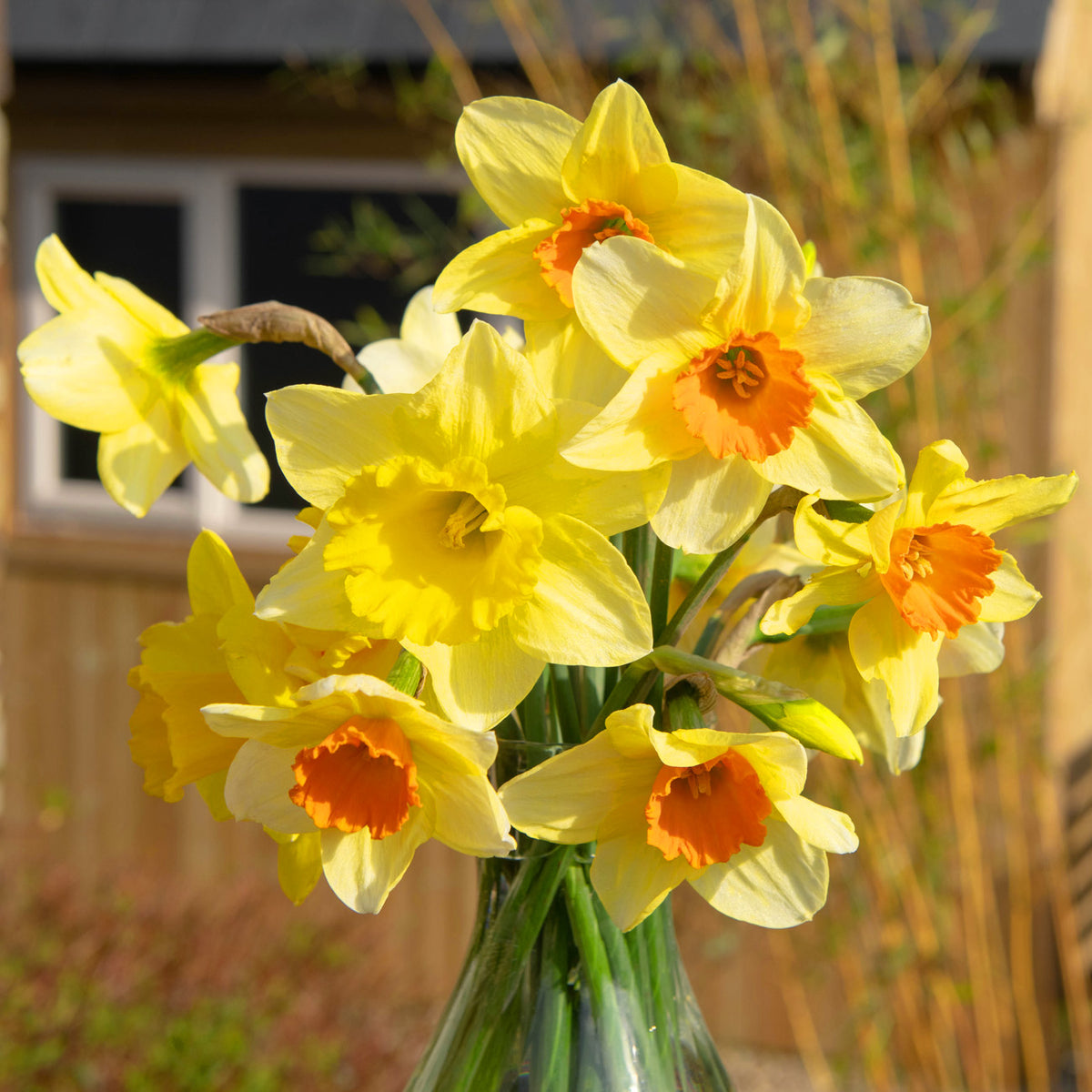 red daffodil