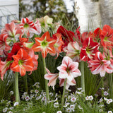 Amaryllis - Garden - Mixed Colors