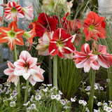 Amaryllis - Garden - Mixed Colors