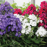 Phlox - Tall - Patriotic Festival Blend