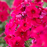 Phlox - Tall - Patriotic Festival Blend