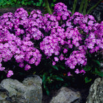 Phlox - Tall - Patriotic Festival Blend