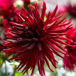 Dahlia - Black Narcissus