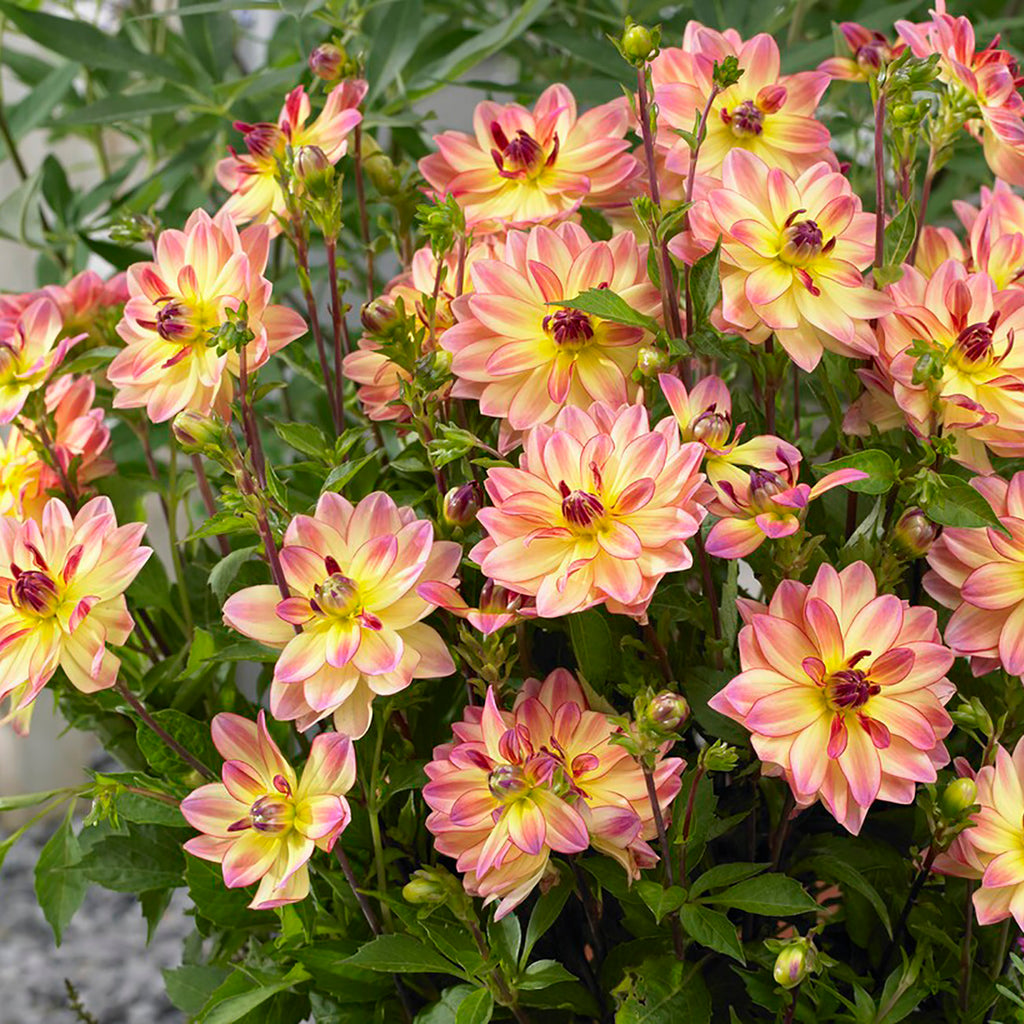 Dahlia - Pacific Ocean – Plantcetera