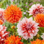 Dahlia - Splendid Festival Blend