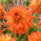 Dahlia - Splendid Festival Blend