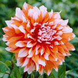 Dahlia - Splendid Festival Blend