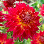 Dahlia - Cambridge Island Blend