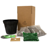 Canna - Black Night - Goth Patio Gardening - with Decorative Metal Planter, Nursery Pot, Medium, Gloves and Planting Stock