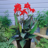 Canna - Black Night - Goth Patio Gardening - with Decorative Metal Planter, Nursery Pot, Medium, Gloves and Planting Stock