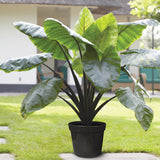 Elephant Ear - Black Stem - Goth Patio Gardening - with Decorative Metal Planter, Nursery Pot, Medium, Gloves and Planting Stock