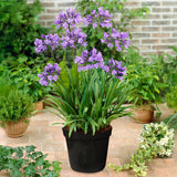 Agapanthus - Blue - Goth Patio Gardening - with Decorative Metal Planter, Nursery Pot, Medium, Gloves and Planting Stock