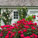 Rose - Double Knock Out - Goth Patio Gardening - with Decorative Metal Planter, Nursery Pot, Medium, Gloves and Planting Stock