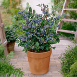 Blueberry - Bluecrop - Goth Patio Gardening - with Decorative Metal Planter, Nursery Pot, Medium, Gloves and Planting Stock