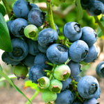 Blueberry - Bluecrop - Goth Patio Gardening - with Decorative Metal Planter, Nursery Pot, Medium, Gloves and Planting Stock