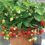 Strawberry - Quinault - Goth Patio Gardening - with Decorative Metal Planter, Nursery Pot, Medium, Gloves and Planting Stock