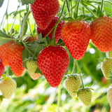 Strawberry - Quinault - Goth Patio Gardening - with Decorative Metal Planter, Nursery Pot, Medium, Gloves and Planting Stock