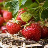 Strawberry - Quinault - Goth Patio Gardening - with Decorative Metal Planter, Nursery Pot, Medium, Gloves and Planting Stock