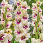 Gladiolus - Large Flowering Amber Mystique