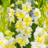 Gladiolus - Large Flowering Buggy