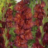 Gladiolus - Large Flowering Chocolate