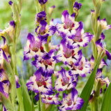 Gladiolus - Large Flowering Circus Color