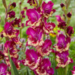 Gladiolus - Large Flowering Colour Club