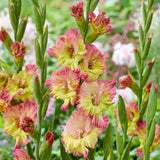 Gladiolus - Large Flowering Conca Verde