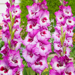 Gladiolus - Large Flowering Elvive