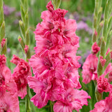 Gladiolus - Large Flowering Kingston Ruffle