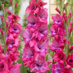 Gladiolus - Large Flowering Lummiere