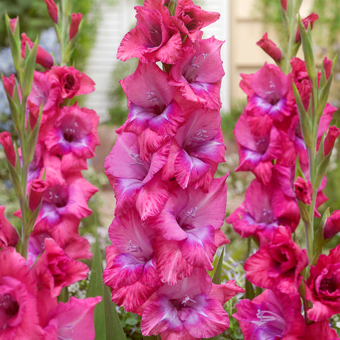 Gladiolus - Large Flowering Lummiere