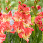 Gladiolus - Large Flowering Mango Muse