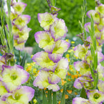 Gladiolus - Large Flowering Moonlight Shadow