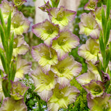 Gladiolus - Large Flowering Moonlight Shadow