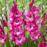 Gladiolus - Large Flowering Nablus